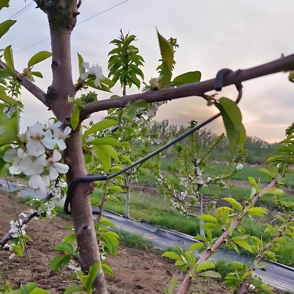 Adjustable Fruit Tree Branch S - огляд і ціна Bonsai Garden Plants