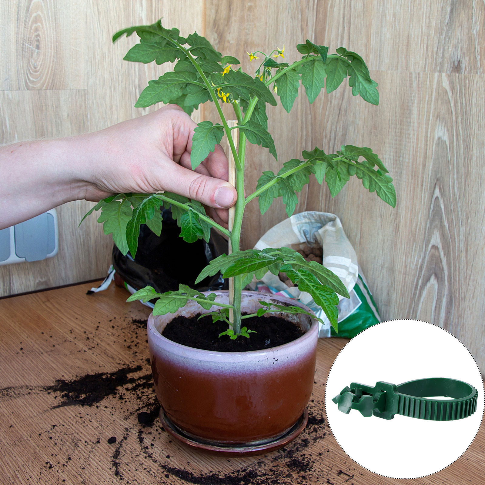 20Pcs Vine Fixing Buckle Garde - огляд і ціна Bonsai Garden Plants
